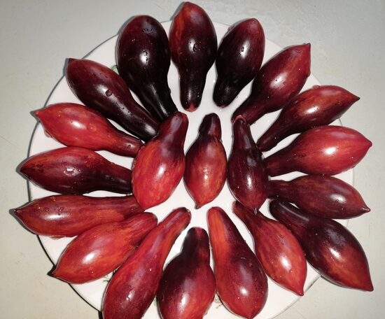 Гномы и Карликовые Томаты